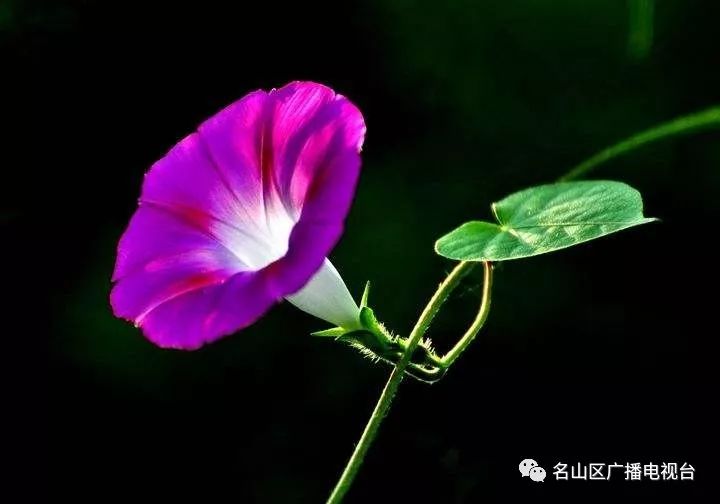 仰看牵牛打一最佳生肖、警惕虚假宣传-全面释义、专家解答解释落实