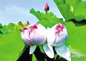 折枝三朵花七瓣,拼凑美好大自然是什么生肖的警惕虚假宣传-全面释义、解释与落实、专家解答解释落实